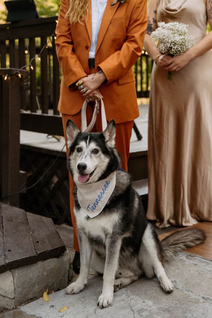 dog friendly wedding