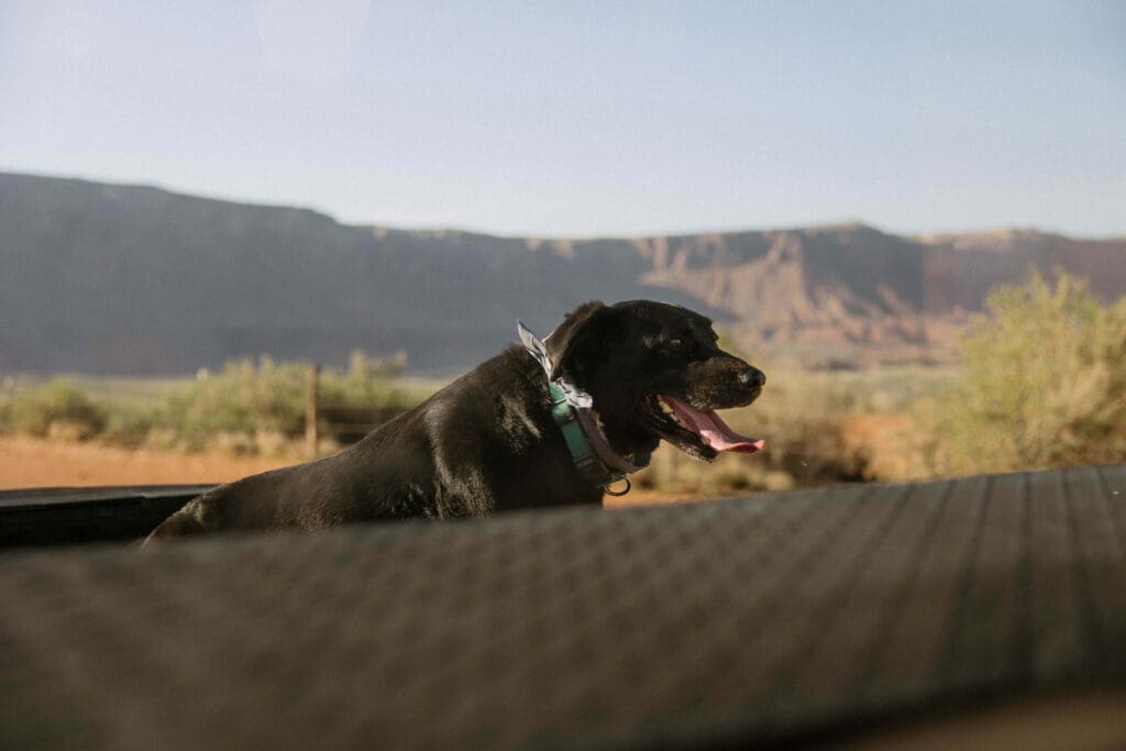 dog in the back of the truck