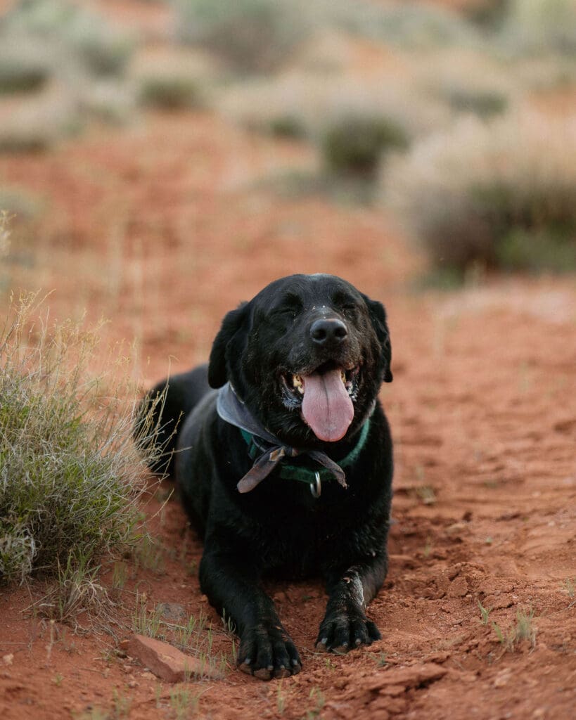 muddy dog in the desert